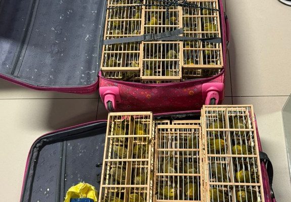 Polícia Federal resgata 400 pássaros em malas no Aeroporto de Boa Vista