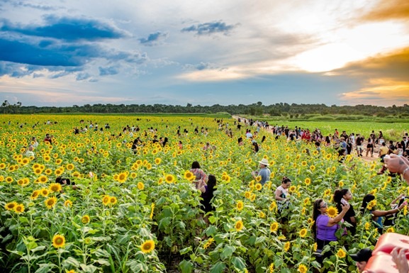 Campo de girassóis segue aberto para visitação do público até 11 de agosto