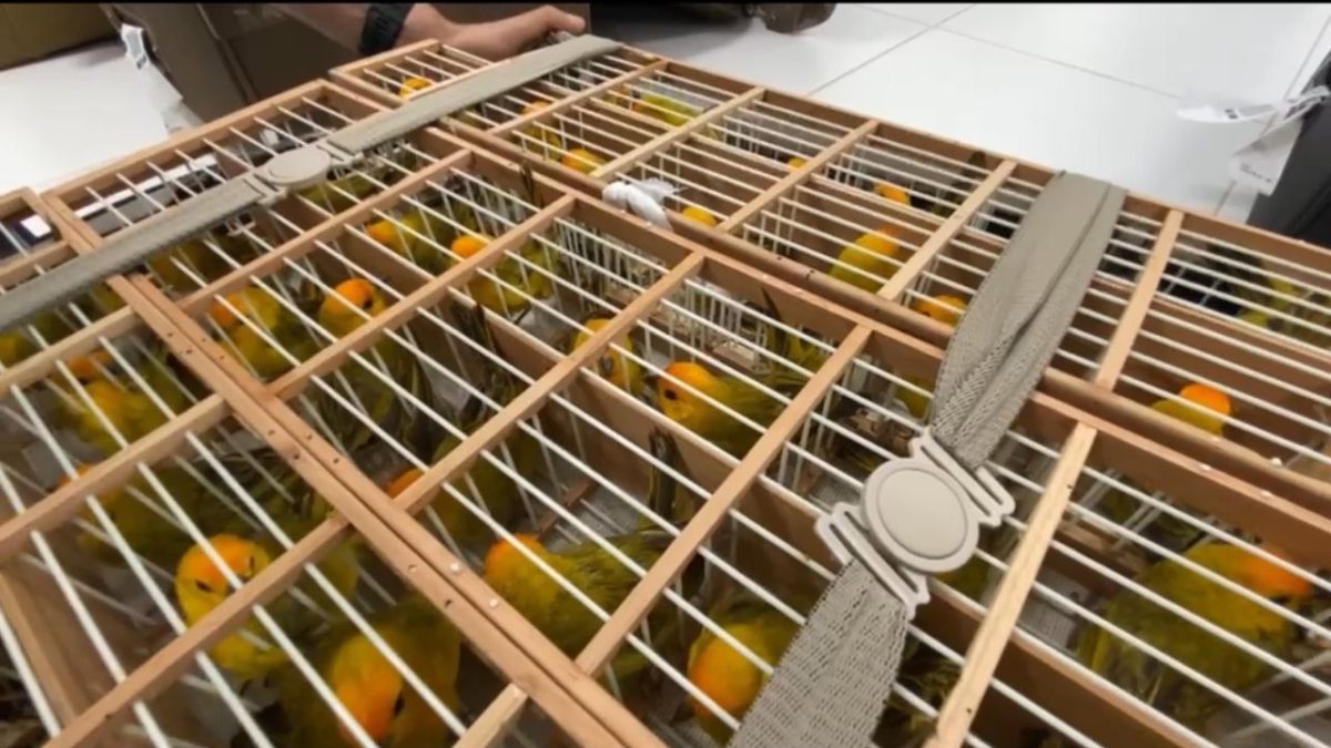 Polícia Federal prende duas pessoas pelo comércio de aves silvestres em Roraima