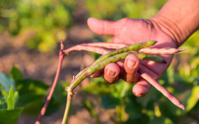 Governo de Roraima abre inscrições para compra de alimentos da agricultura familiar indígena