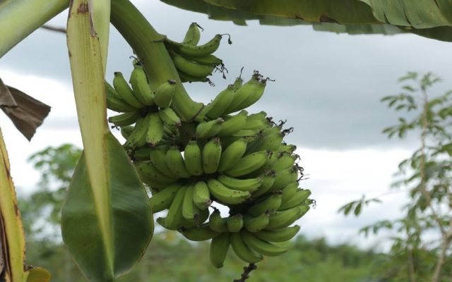 AMEAÇA À PRODUÇÃO AGRÍCOLA <br> Sampaio cobra medidas urgentes para conter avanço do ‘moko da bananeira’