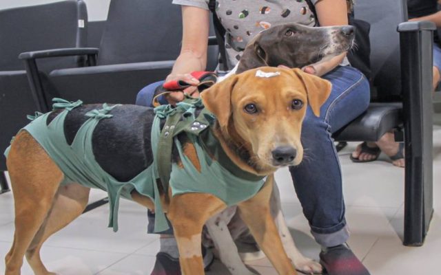 BEM-ESTAR ANIMAL <br> Mais de 6 mil animais foram cadastrados no programa pioneiro da ALERR