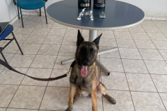 Cão farejador da PM localiza drogas e balança em matagal de Boa Vista