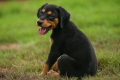 Programa de Bem-Estar Animal ultrapassa 16 mil atendimentos em Boa Vista