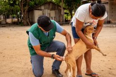Vacinação antirrábica chega à zona rural de Boa Vista com visitas casa a casa